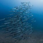 Pour la première fois depuis 40 ans, le niveau des eaux profondes du Panama n'a pas augmenté et le système océanique pourrait être sur le point de s'effondrer.