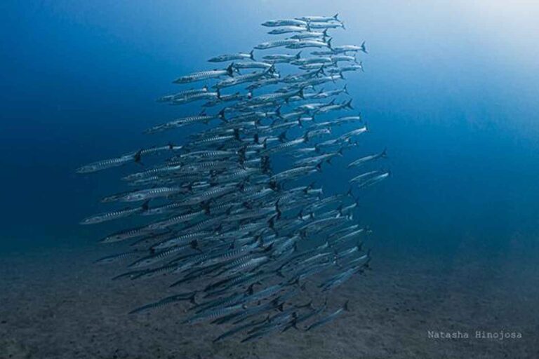 Pour la première fois depuis 40 ans, le niveau des eaux profondes du Panama n'a pas augmenté et le système océanique pourrait être sur le point de s'effondrer.