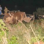 Retour historique de rhinocéros (exterminés par le braconnage) en Ouganda : après plus de 40 ans, deux spécimens réintroduits dans la nature