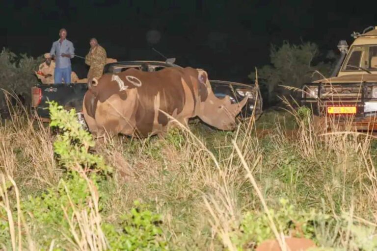Retour historique de rhinocéros (exterminés par le braconnage) en Ouganda : après plus de 40 ans, deux spécimens réintroduits dans la nature