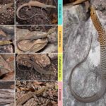 3 nouvelles espèces de lézards découvertes en Australie qui surprennent les scientifiques : l'une a une tête orange et est spectaculaire