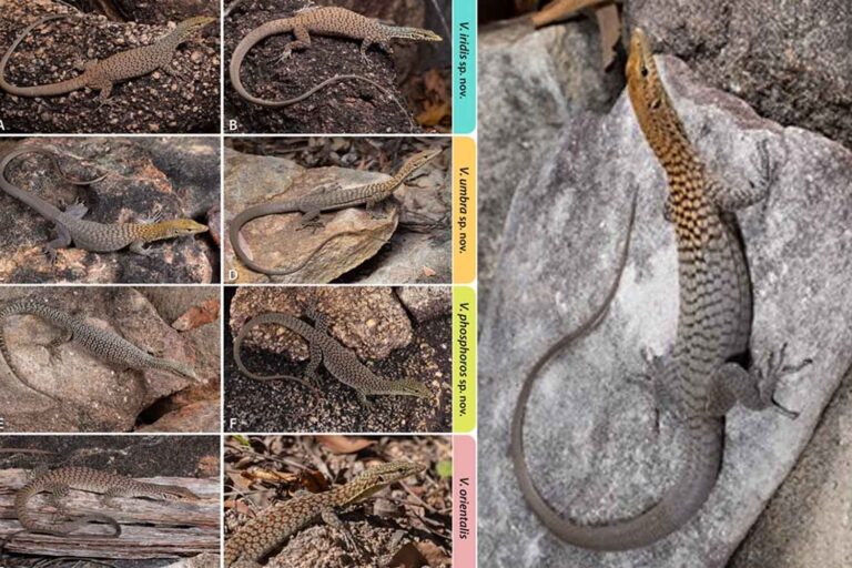 3 nouvelles espèces de lézards découvertes en Australie qui surprennent les scientifiques : l'une a une tête orange et est spectaculaire
