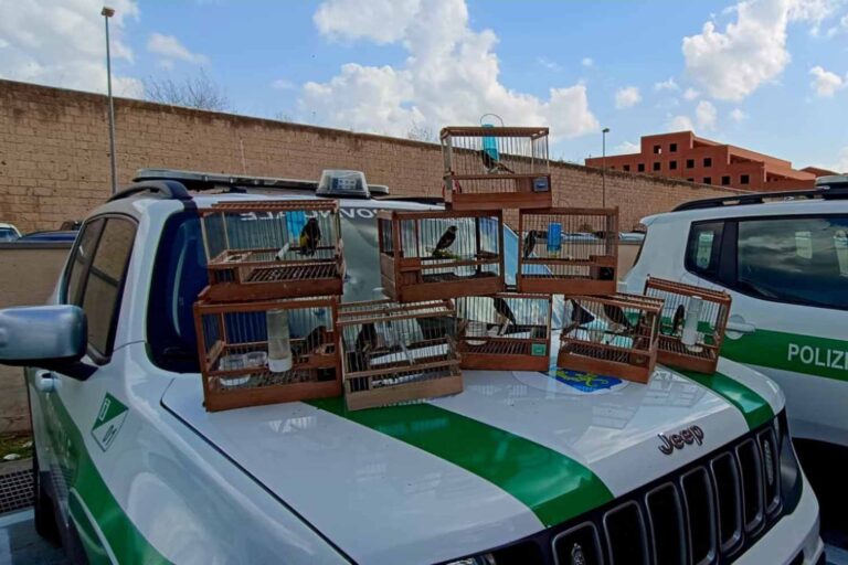 Il a aveuglé les chardonnerets et d'autres espèces protégées pour « les faire chanter davantage », une arrestation a été effectuée dans la région de Caserta : 19 oiseaux sauvés