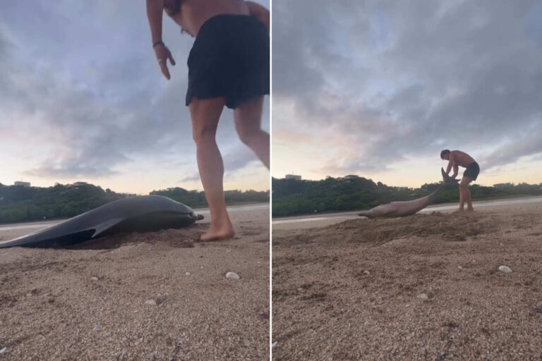 Cet homme a sauvé un dauphin échoué entouré de vautours : la vidéo de son retour à l'eau va vous faire vibrer