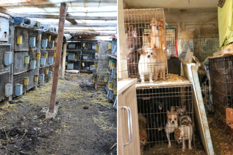 Une exploitation de bière blonde clandestine démantelée : 823 animaux détenus dans des conditions extrêmes et sans nourriture sauvés en France