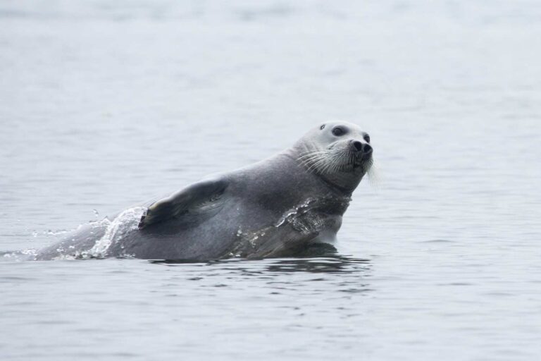 Les phoques reviennent et le Chili protège l'océan : l'une des plus grandes zones marines protégées du monde est née