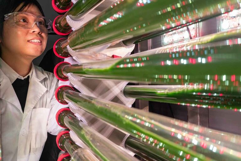 Ainsi les algues cultivées en laboratoire sont capables d’éliminer les microplastiques de l’eau