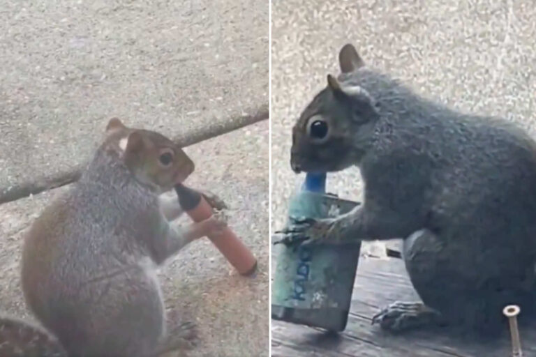 Des écureuils filmés en train de « vaper » des cigarettes (et c'est pas drôle du tout) : voilà le résultat de nos incivilités