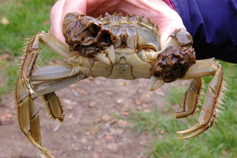 Le crabe chinois à pattes velues, l'espèce envahissante qui provoque l'effondrement des berges des rivières dans le monde