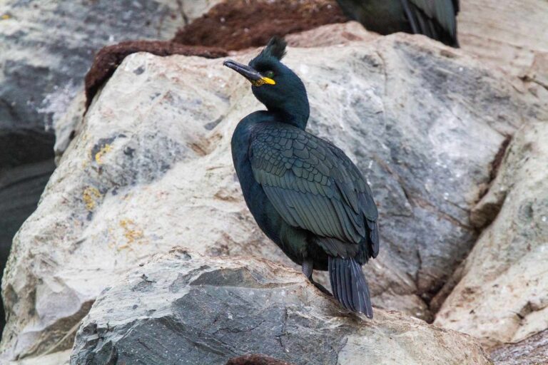 Technique de chasse au cormoran observé pour la première fois : découvrez comment cet oiseau marin tend une embuscade sous l'eau
