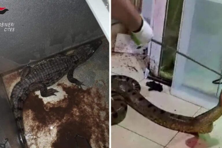 Une maison illégale de reptiles découverte dans un sous-sol à Bari : elle cachait des pythons, des boas, des anacondas de 5 mètres et un caïman (au congélateur)