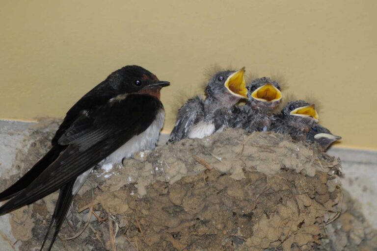 Les hirondelles sont de retour, protégeons-les ! Détruire leurs nids est un délit (et vous risquez des amendes de plusieurs centaines d'euros)