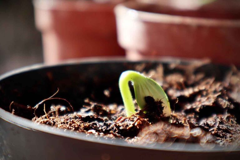 Les plantes aussi souffrent du stress ! Et ils peuvent arrêter leur croissance en quelques minutes pour se défendre