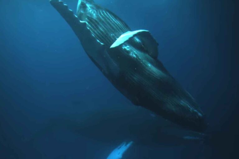 Le plus ancien enregistrement connu d'un chant de baleine trouvé sur un disque perdu datant de 1949