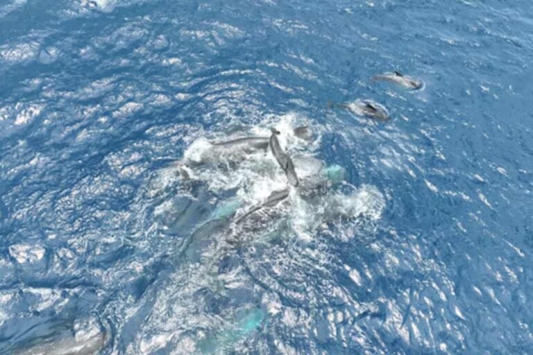 Un cachalot en train d'accoucher filmé pour la première fois : regardez 11 femelles unir leurs forces pour aider le petit à respirer