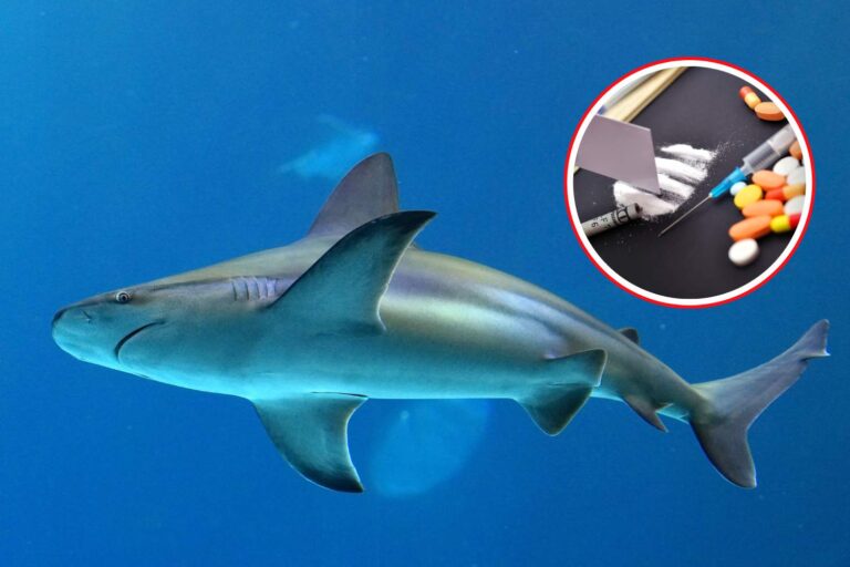 Requins drogués : près de 30 spécimens testés positifs à la cocaïne, à la caféine et à la drogue aux Bahamas (et c'est de notre faute)