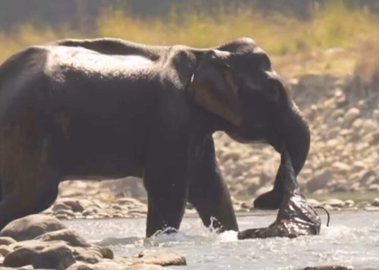 Une mère éléphant porte avec elle le corps de son petit mort pendant plus de 60 jours : la scène déchirante qui a ému le monde