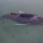 La baleine à bosse Timmy n'a pas survécu : elle a été retrouvée morte après le sauvetage du millionnaire (qui a divisé les scientifiques et les citoyens)