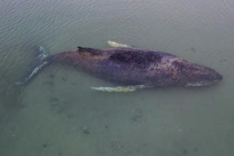 Course contre la montre pour sauver Timmy, la baleine à bosse bloquée depuis des jours dans la Baltique : la dernière tentative en catamaran