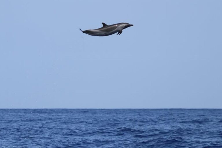 Ce n'est pas de l'IA : ce « Michael Jordan des Dauphins » a réalisé un saut record de plus de 4,5 mètres (et il est incroyable pour sa taille)