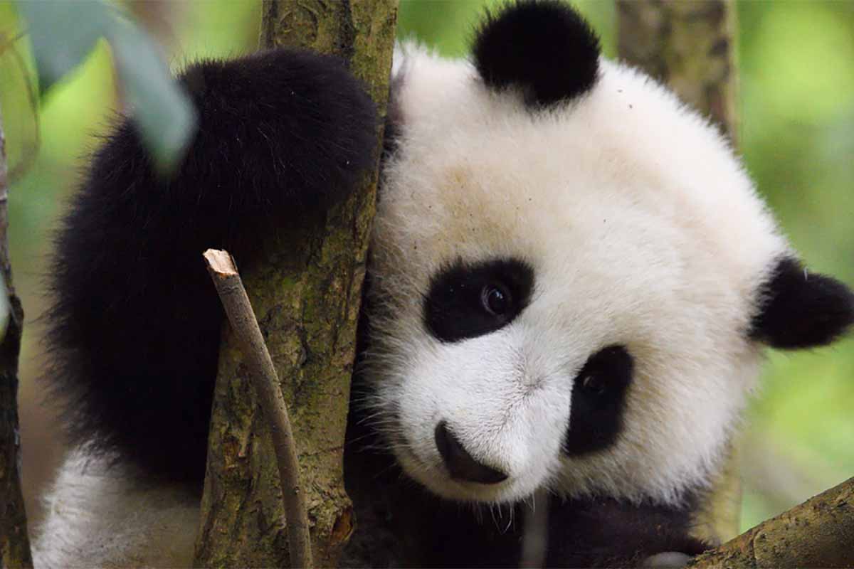 Panda géant vulnérable