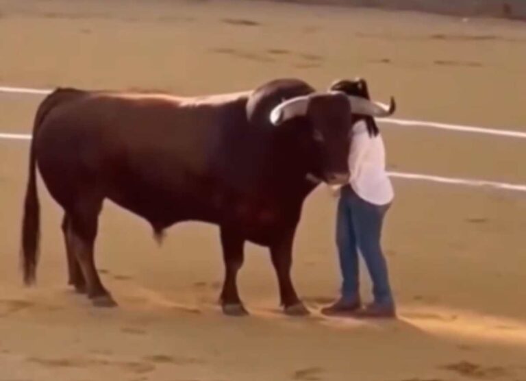 Femme court vers un taureau lors d'une corrida et le serre dans ses bras : la vidéo fait le tour du monde (et déclenche le débat)