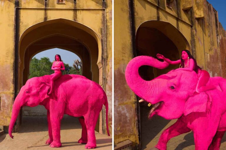 Éléphant peint en rose pour une séance photo : il est mort des mois plus tard. Que s’est-il réellement passé ?