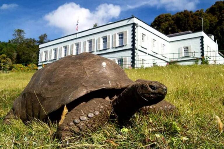 La tortue la plus ancienne du monde (193 ans) n’est pas morte ! Derrière les fausses nouvelles concernant Jonathan se cachait une arnaque sournoise