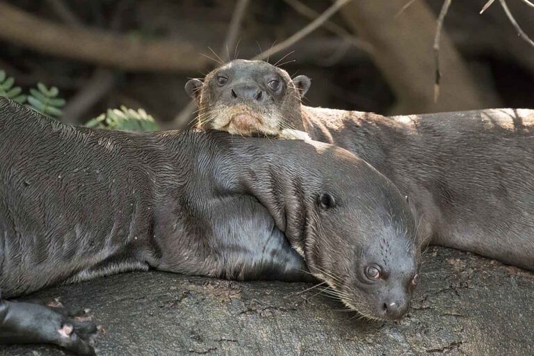 De la loutre géante au requin marteau : la protection étendue à 40 espèces migratrices menacées