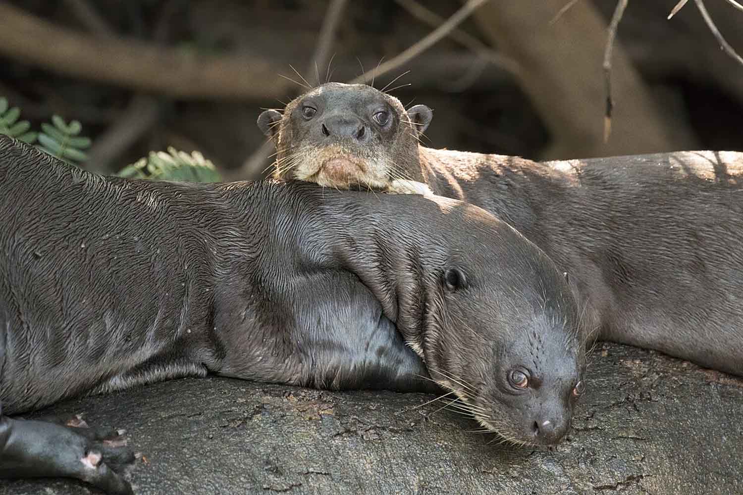 Pteronura brasiliensis
