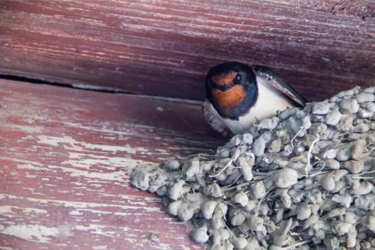 Les hirondelles retournent toujours au même nid, mais comment font-elles ?