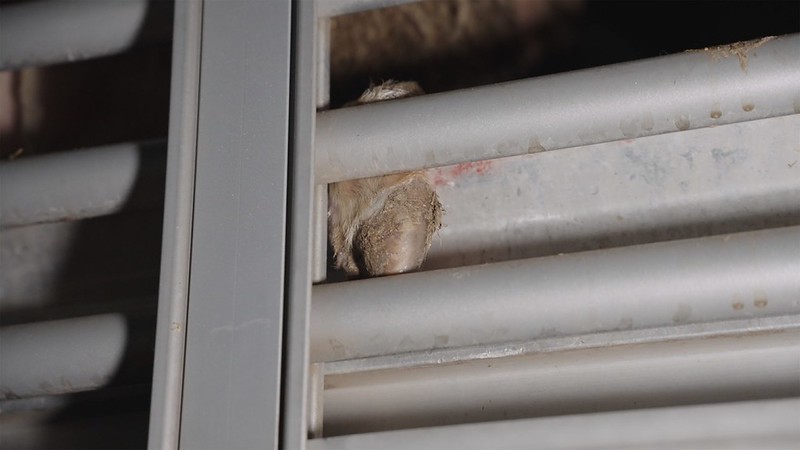 mouton jambes cassées