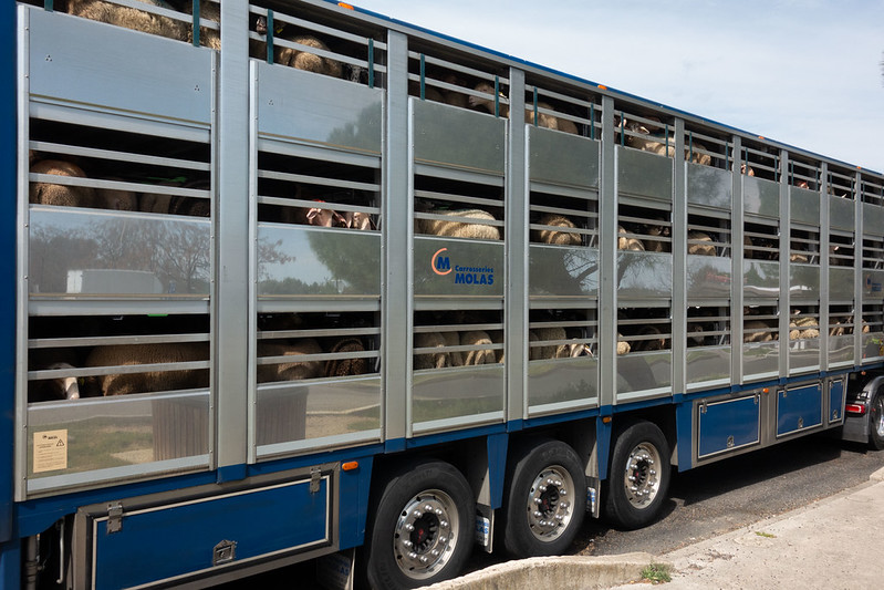 transport d'agneaux