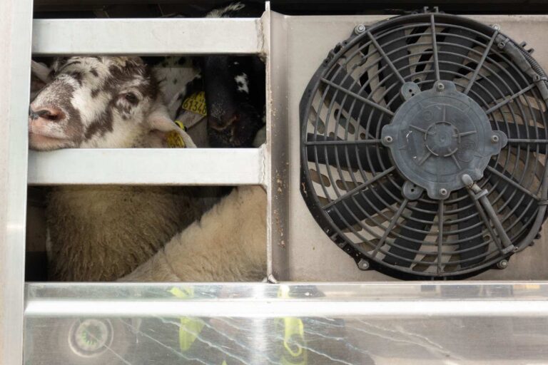 Des agneaux entassés dans des camions pendant 24 heures, sans eau, avec des membres fracturés pour finir sur les menus de Pâques : ils n'ont pas le choix, nous oui