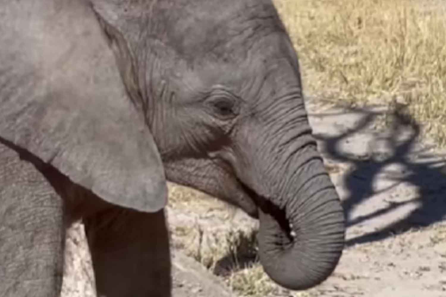 cuccioli di elefante succhiano la proboscide