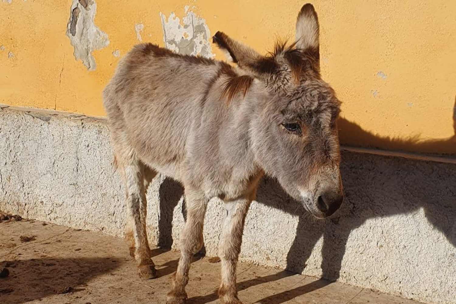 Adieu à Severino, l'âne gris mascotte de l'Asinara est décédé à l'âge de 32 ans (après avoir vécu parmi les prisonniers et les touristes)