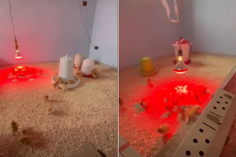 Les poussins donnés aux enfants par une école de Campanie ont été saisis : ils seront transférés dans un sanctuaire