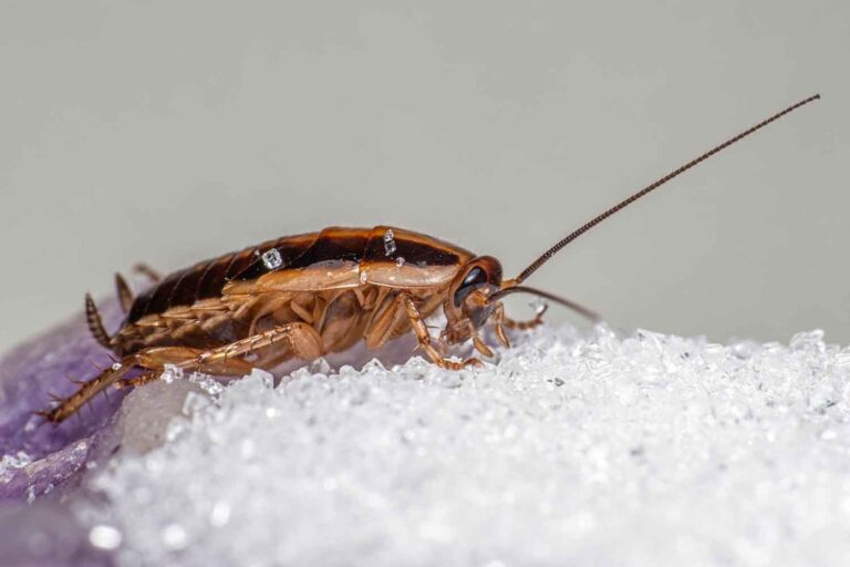 Le cafard qui mange du plastique et le transforme en énergie