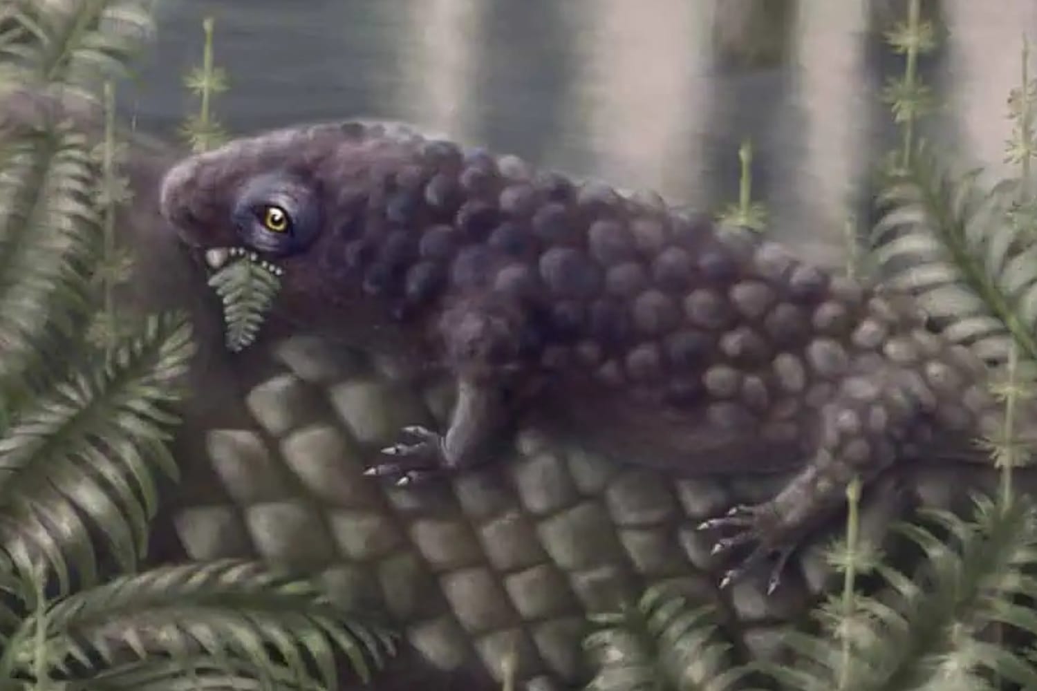 Tyrannoroter heberti