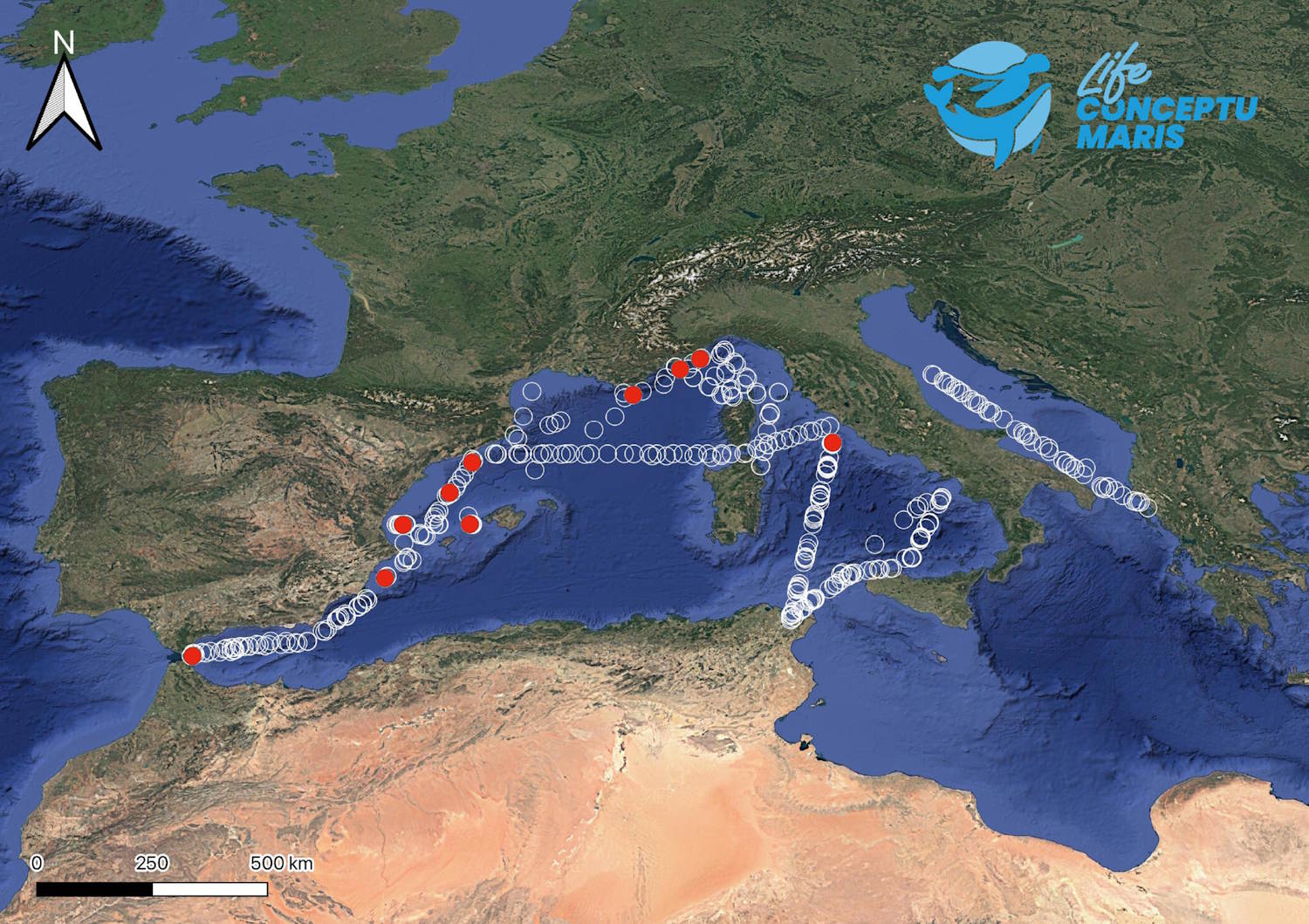 Le cachalot pygmée dans l’ADN environnemental de la Méditerranée