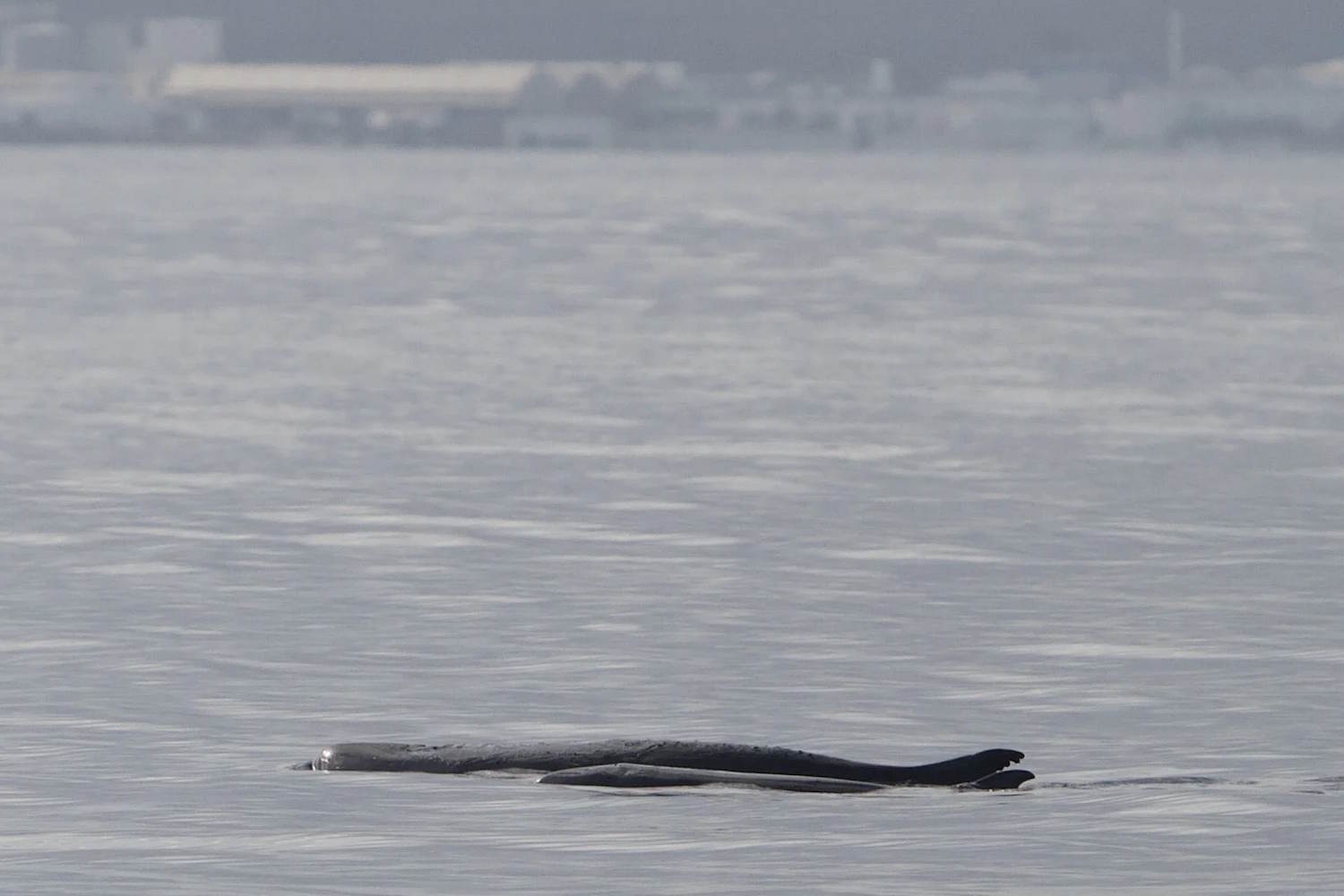 Le cachalot pygmée vit aussi en Méditerranée, la fascinante découverte italienne grâce à l'ADN environnemental