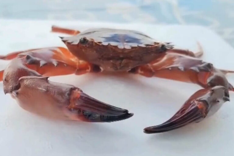 Alerte Crabe rouge envahissant : typique de la mer Rouge et de l'océan Indien, il s'est désormais établi en mer Ionienne