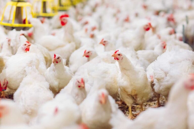Fini les poulets à croissance rapide : l'industrie avicole norvégienne change de cap (mais ce n'est que le début)