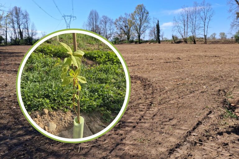 plus de 2 200 nouveaux arbres avec le PNRR