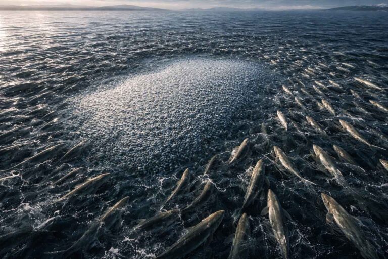 Plus de 10 millions de poissons dévorés en seulement quatre heures : le plus grand épisode de prédation marine enregistré