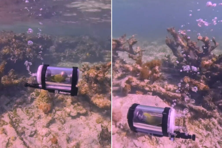 Il construit un mini sous-marin pour laisser son perroquet « explorer » la mer : mais est-ce amusant pour qui ?