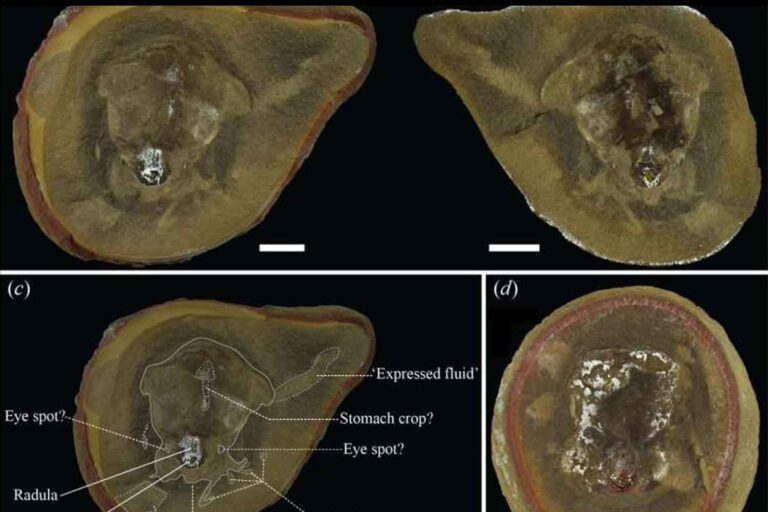 Cela ressemblait au fossile de la plus vieille pieuvre du monde, mais ces dents cachées réécrivent son histoire et son identité.