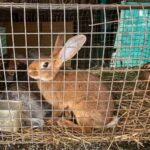 Arrêtez la vente d'animaux vivants sur les marchés et foires : signez la pétition nationale pour abolir ce massacre