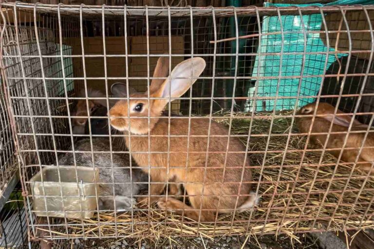 Non à la vente d'animaux vivants sur les marchés : c'est la première commune à l'interdire dans le Piémont (et la 21e en Italie)