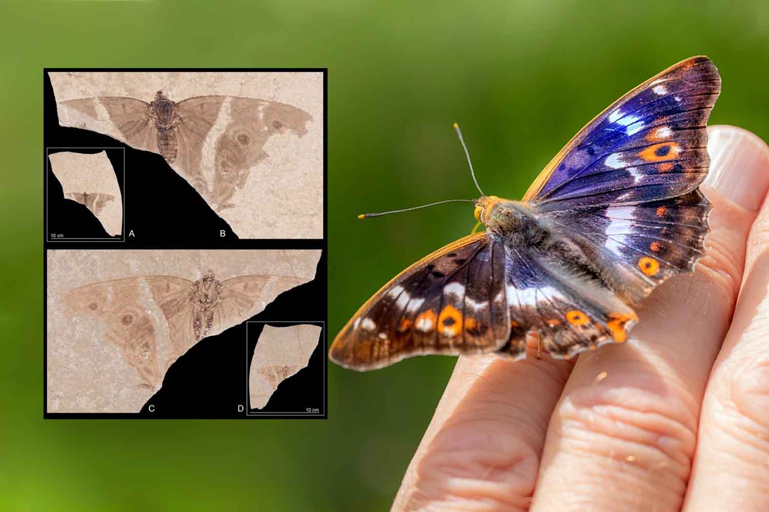 fossile di farfalla imperatore